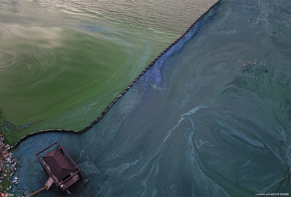 你该捡起一片枫叶吗？（讨论）截图1